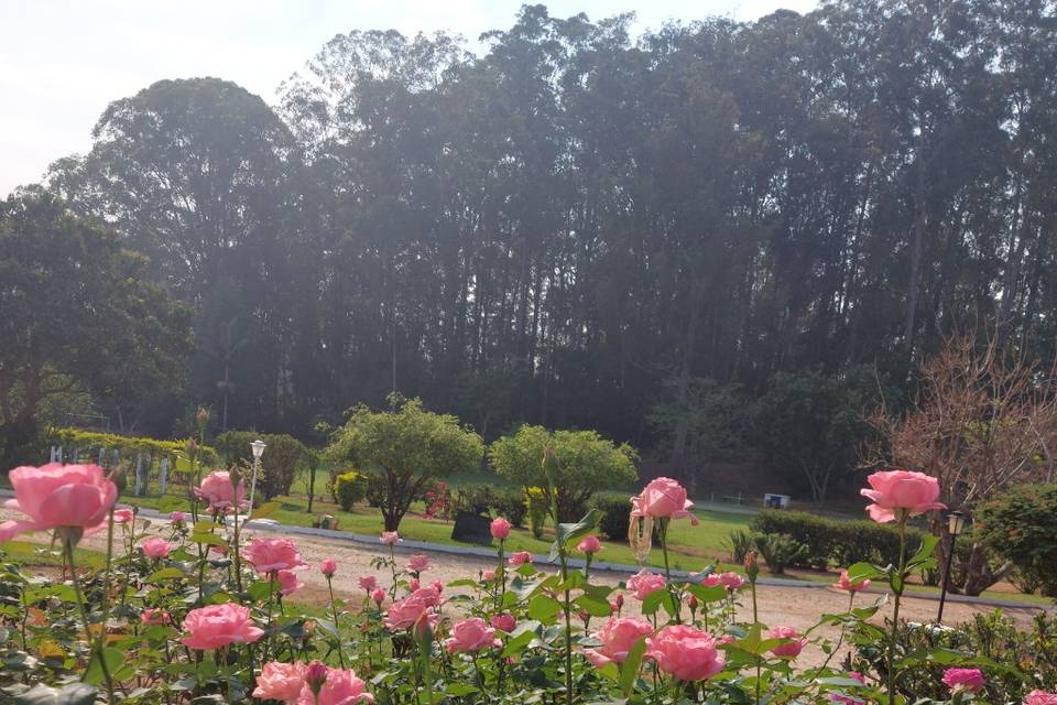 Jardim de rosas