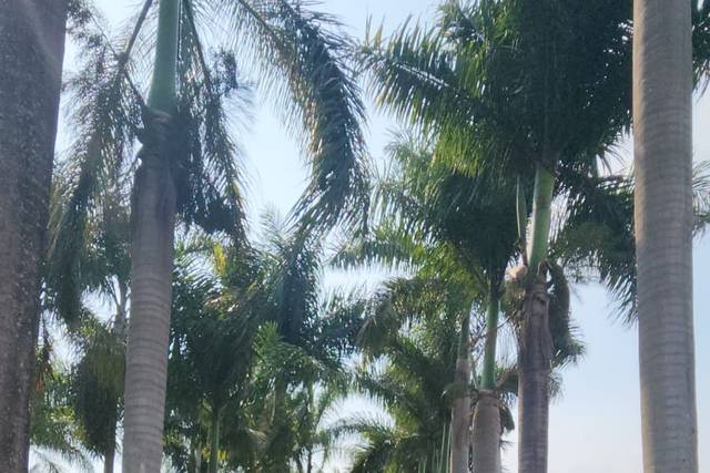 Cadeiras de acrilico