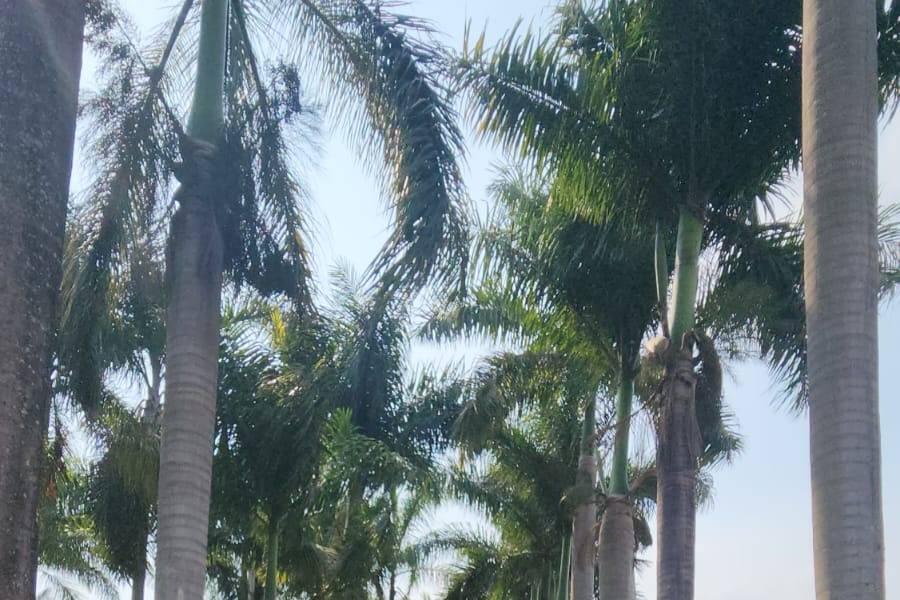 Cadeiras de acrilico