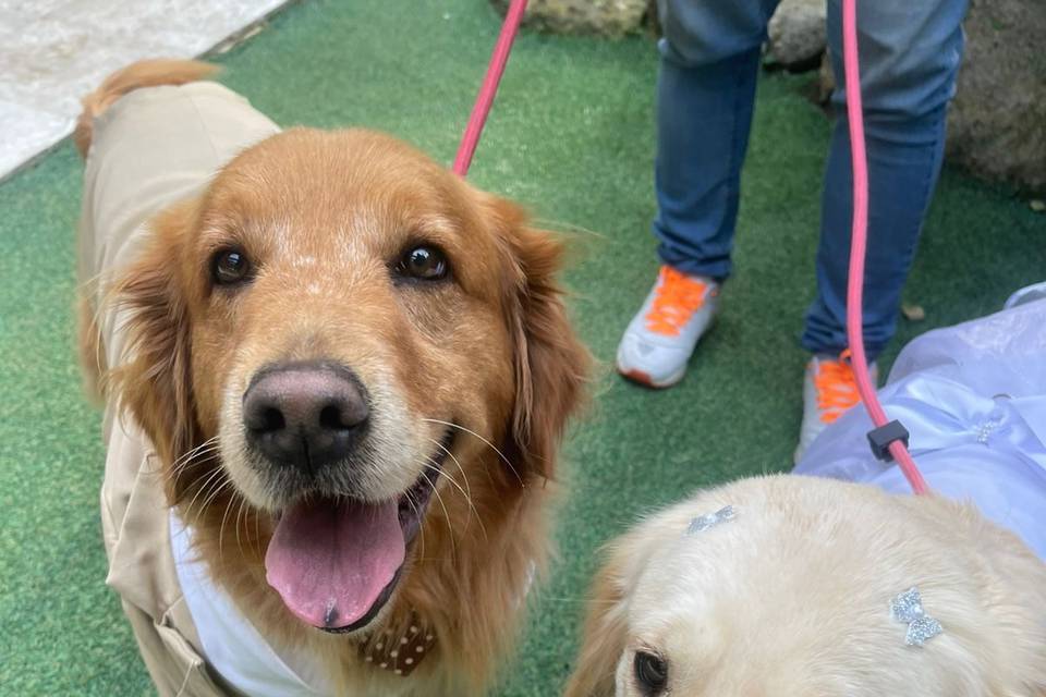 Pet Wedding
