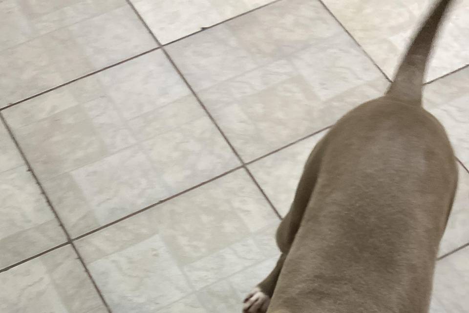 Petsitter