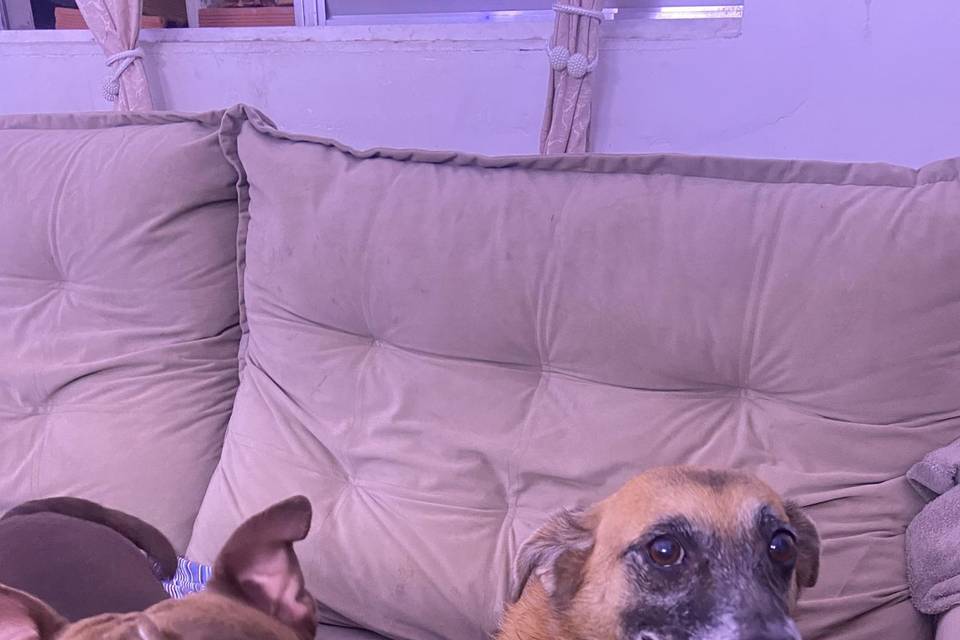 Hotelzinho pet