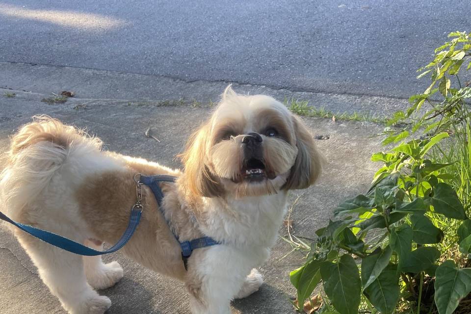 Passeio pet
