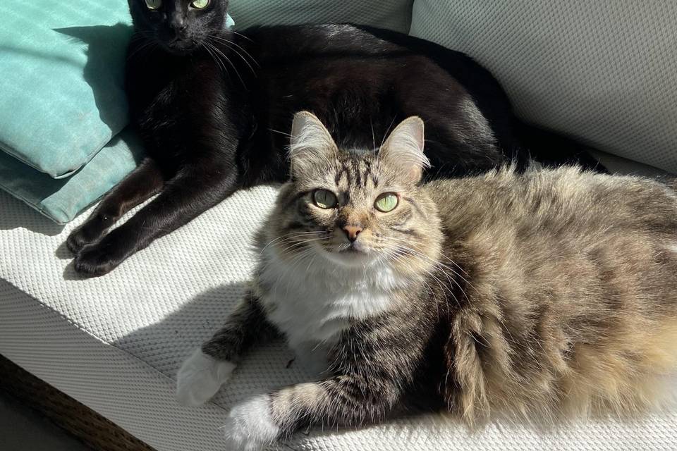 Petsitter