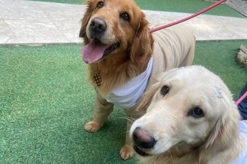 Casamento pet friendly