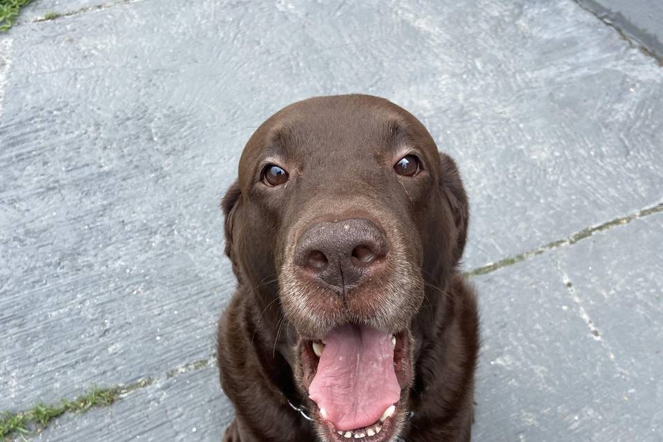 Dogwalker