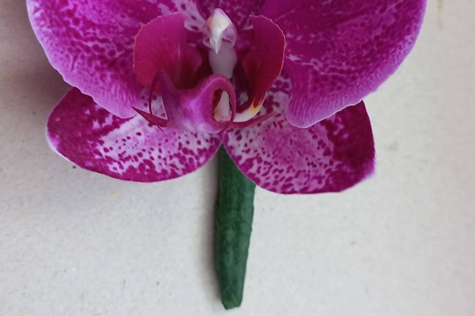 Lapela noivo de orquídeas