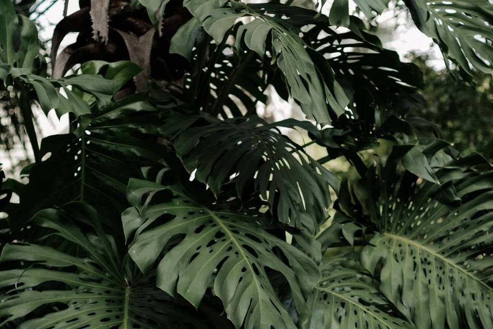 Ensaio jardim botânico