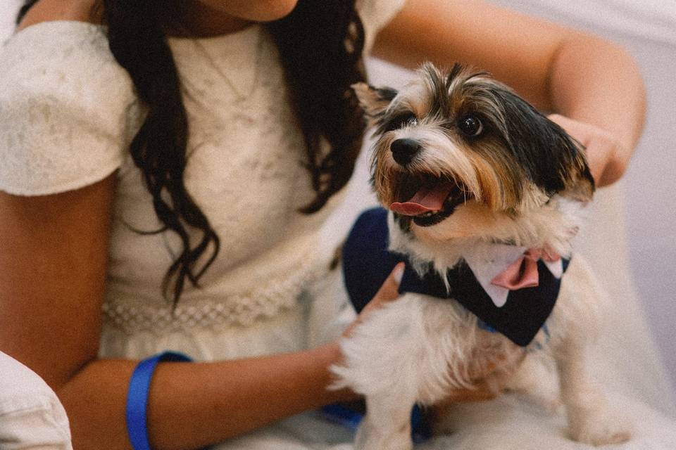 Amamos pets