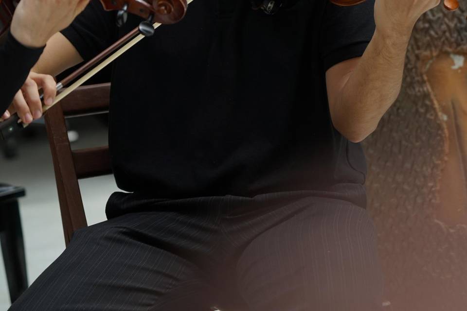 Violino