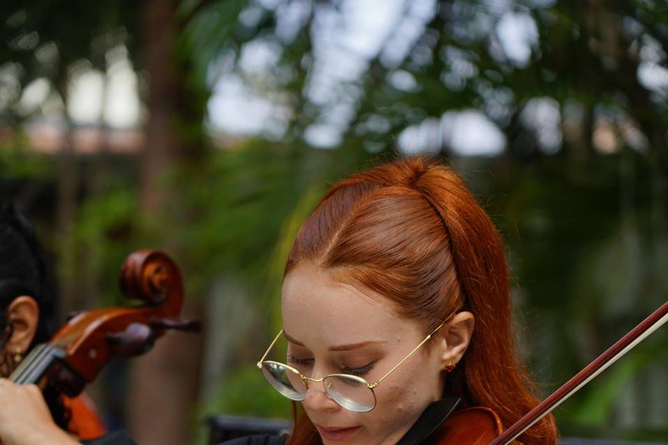 Viola