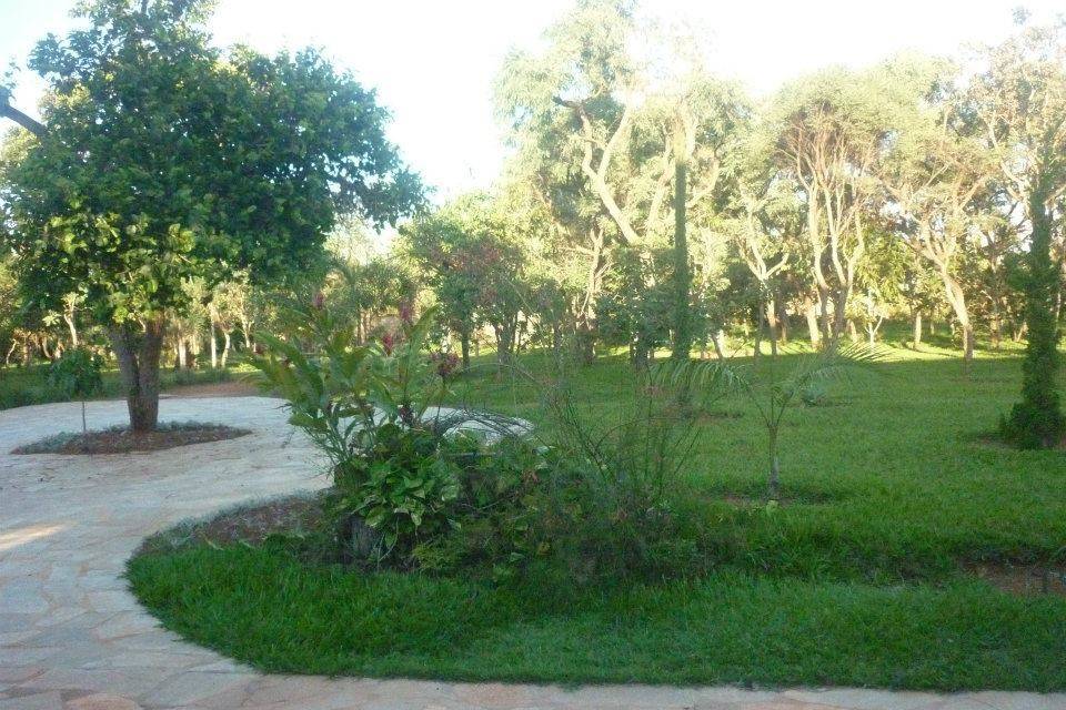 Bosque com árvores nativas