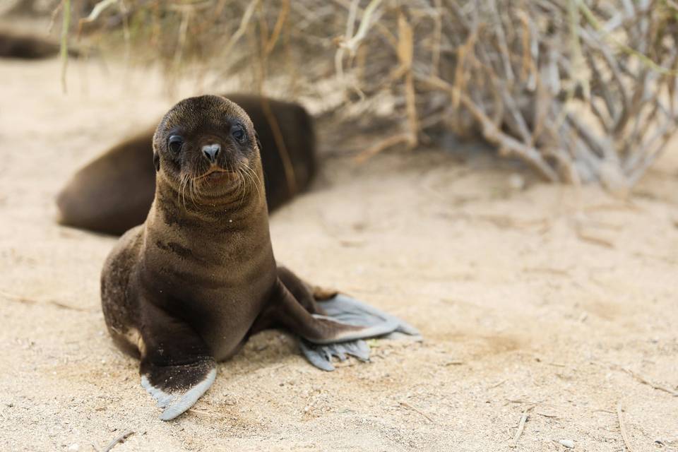 Galápagos é diferente de tudo