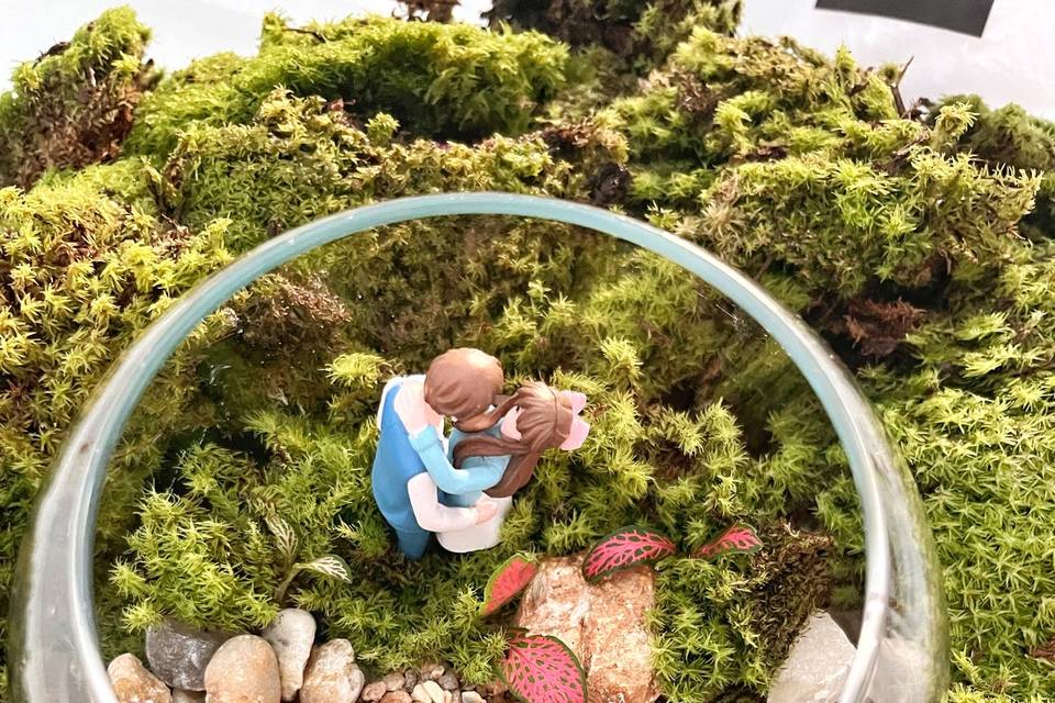 Terrários Teresina