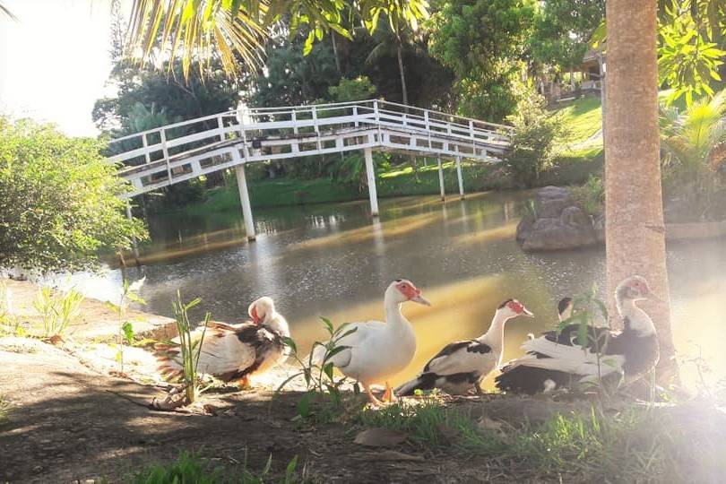 Patos ao Lago