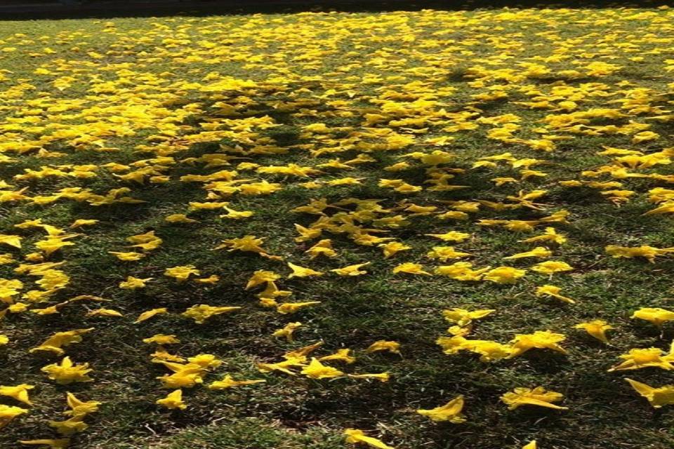 Flores de inverno