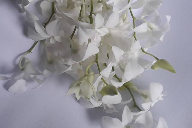 Buquê de orquídeas