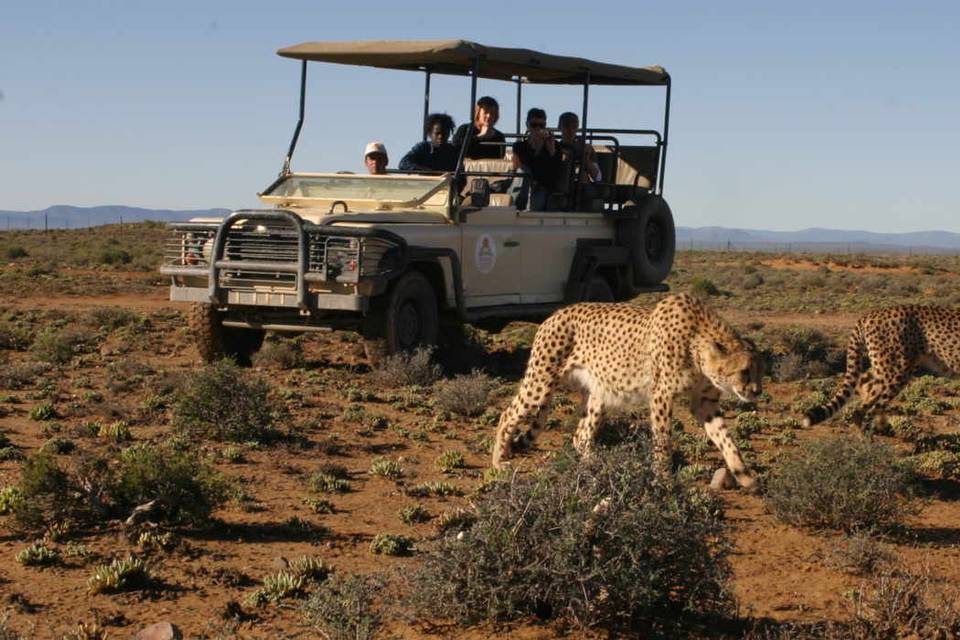 Safari - Kruger Park