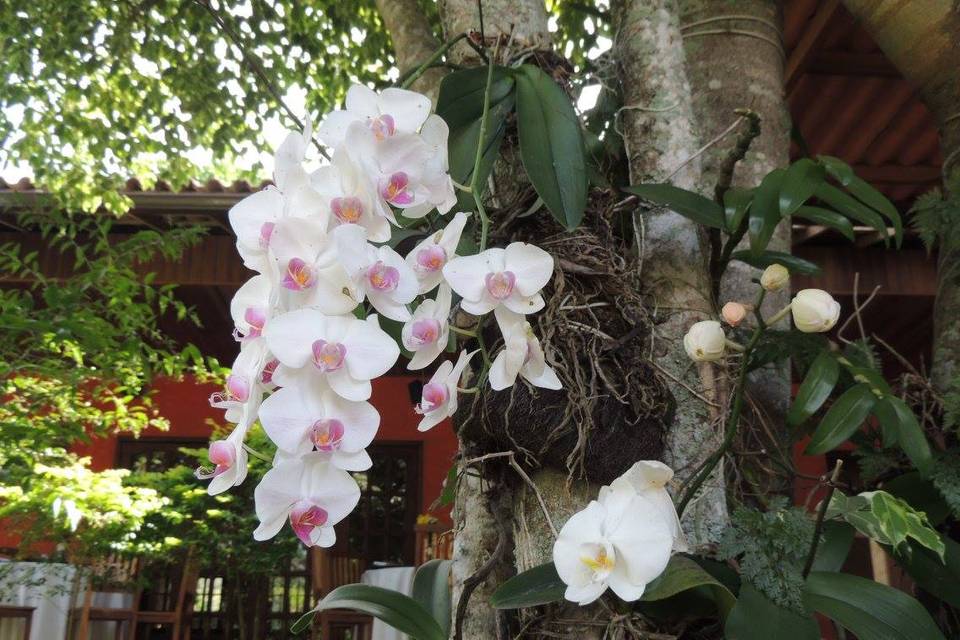 Orquídeas