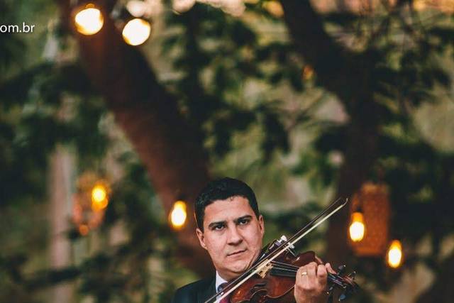 Violino