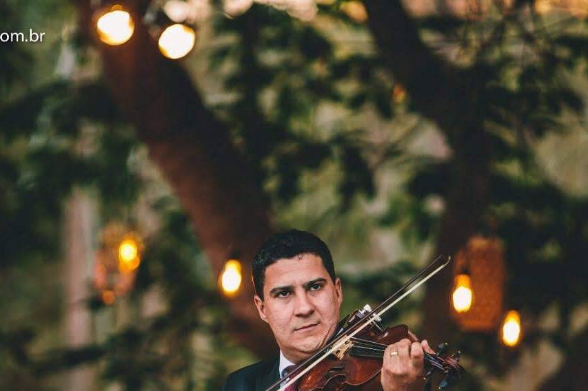 Violino