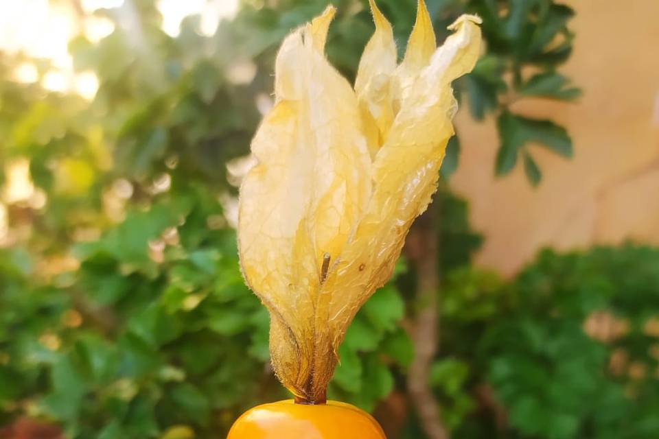 Petit Verre Physalis