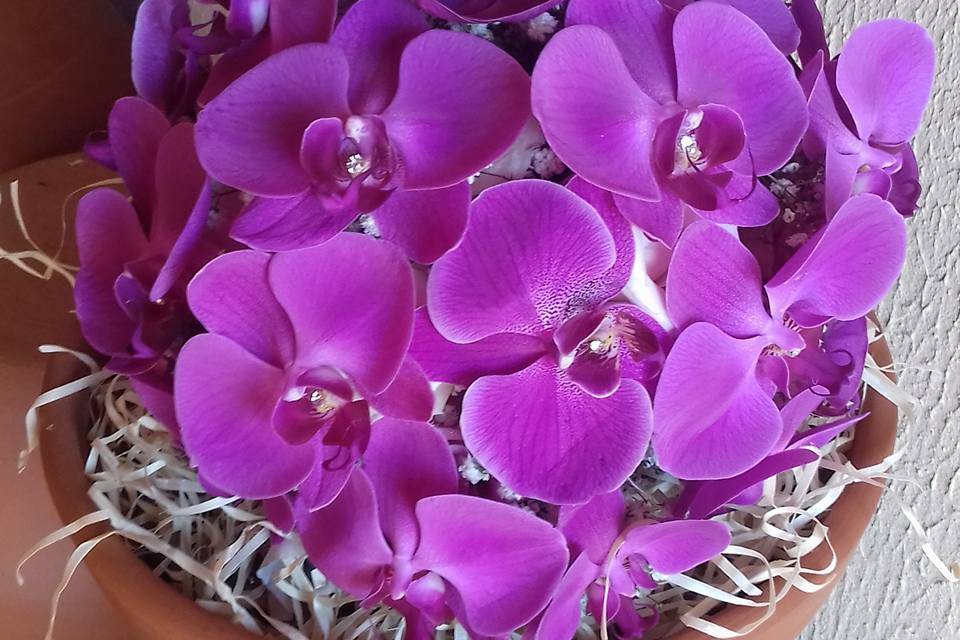 Orquídeas lilás