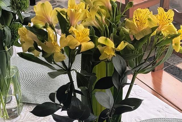 Flora Nobre Janaína
