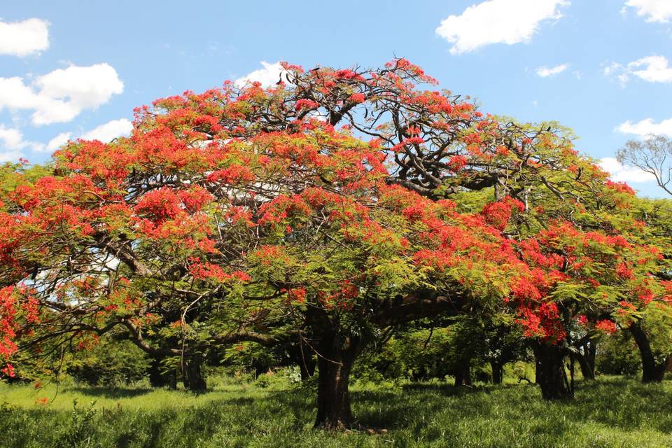 Flamboyant na Entrada