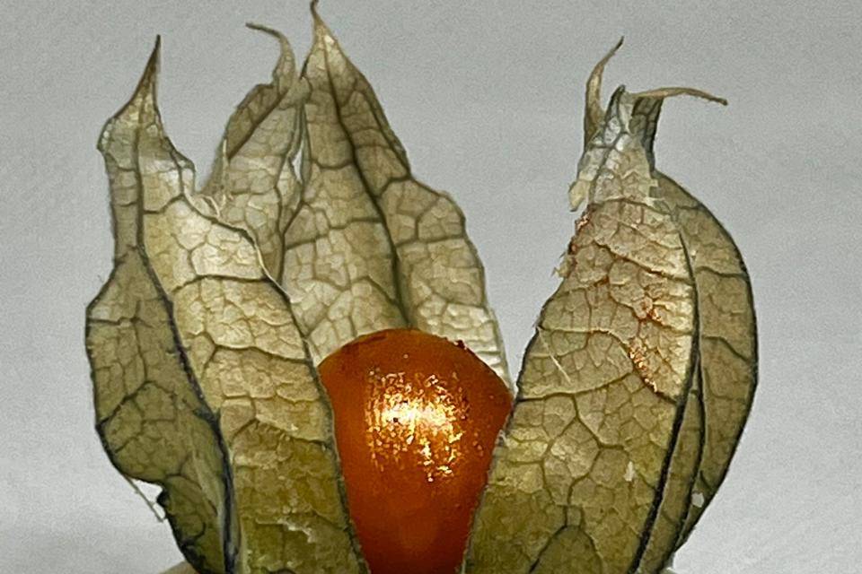 Caixinha de Physalis