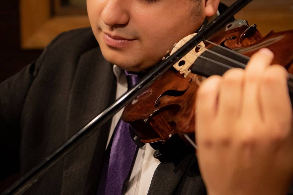 Violino