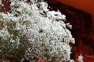 Plantas naturais