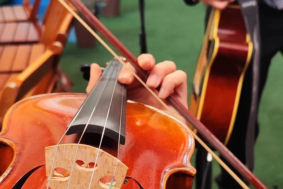 Violino