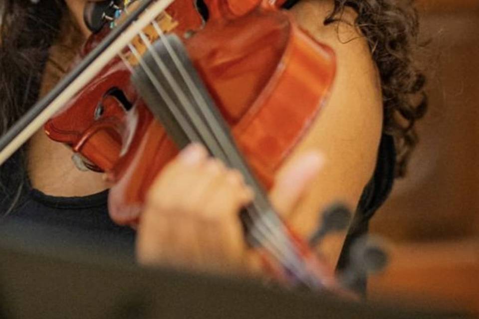 Violino