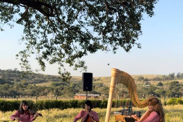 Orquestra para casamento