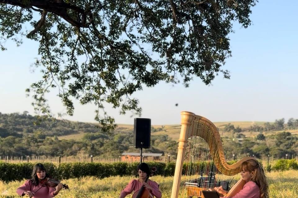 Orquestra para casamento
