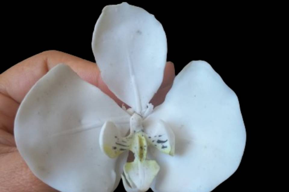 Orquidea phalaenopsis em porce