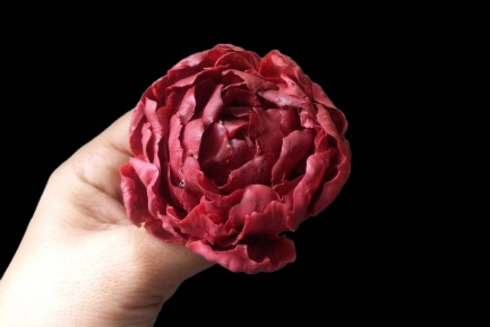 Peonia fechada