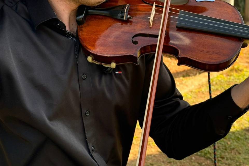 Violino