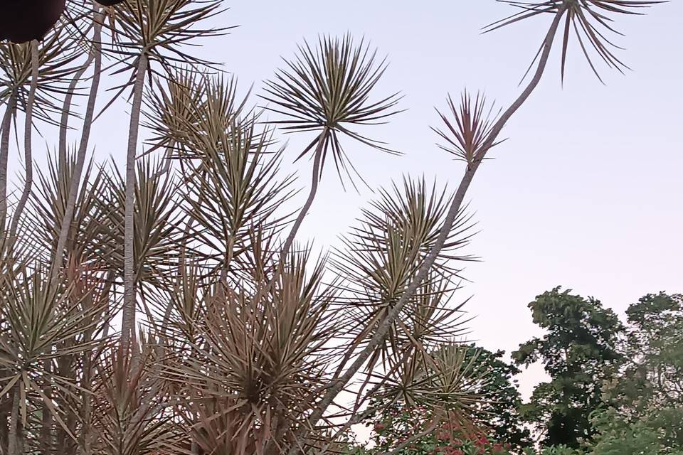 Jardim