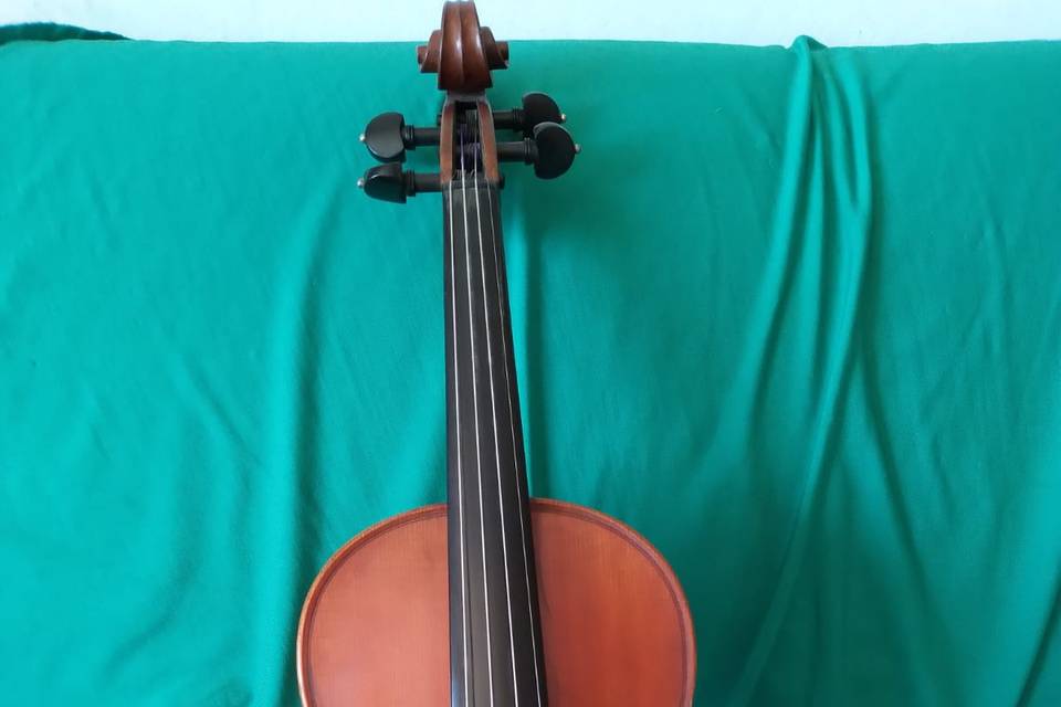 Violino starosta