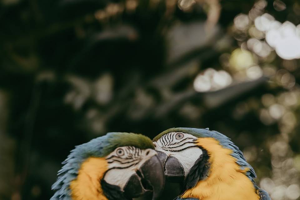 Ararinhas no espaço