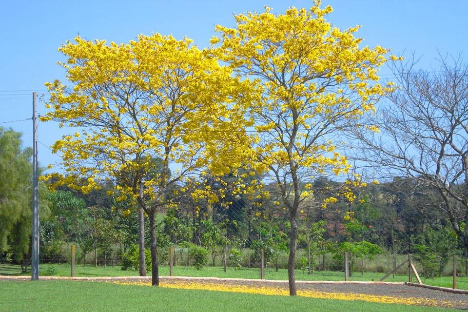 Natureza para o seu evento