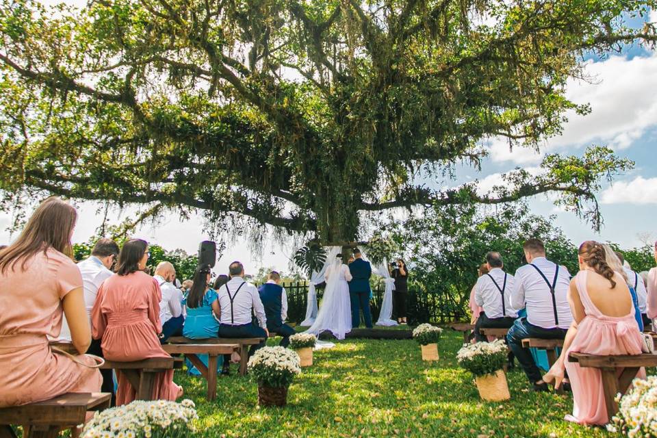 Casamento na figueira.