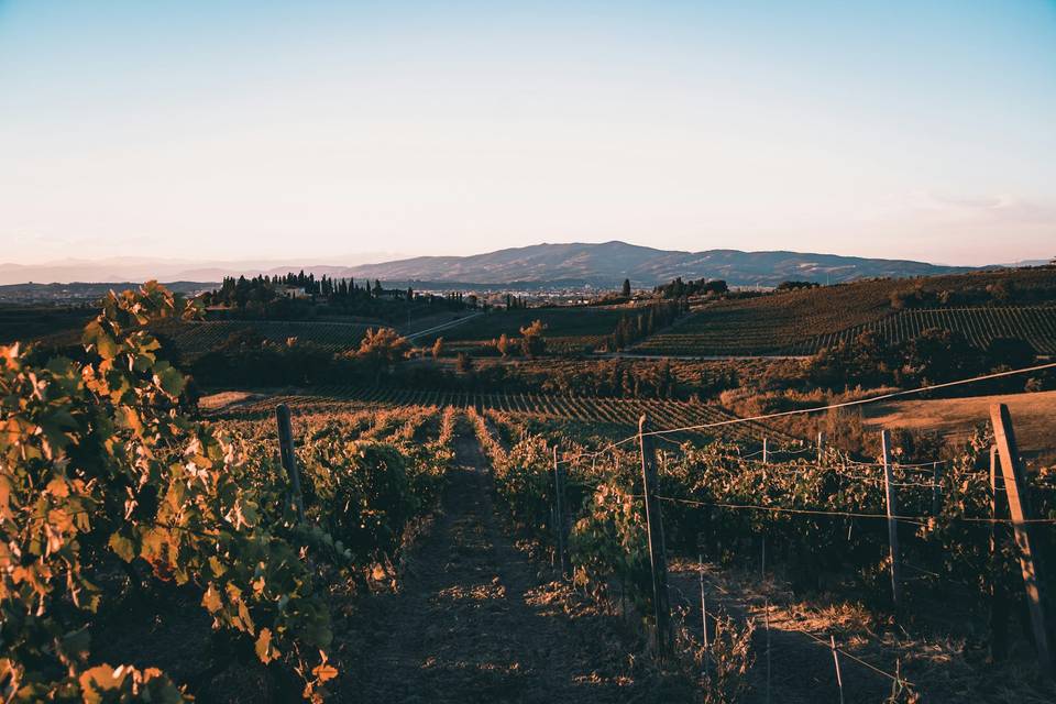 Toscana/vinícola