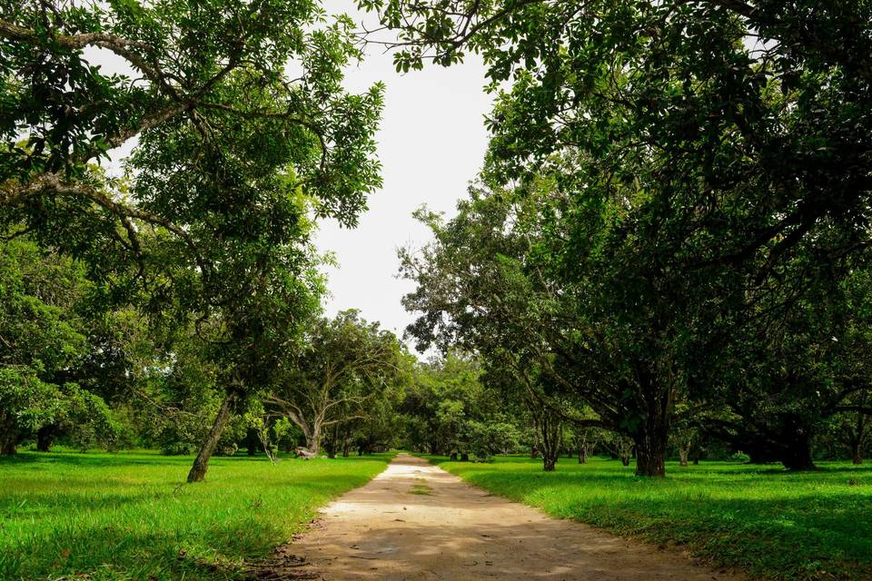 Linda estrada verde