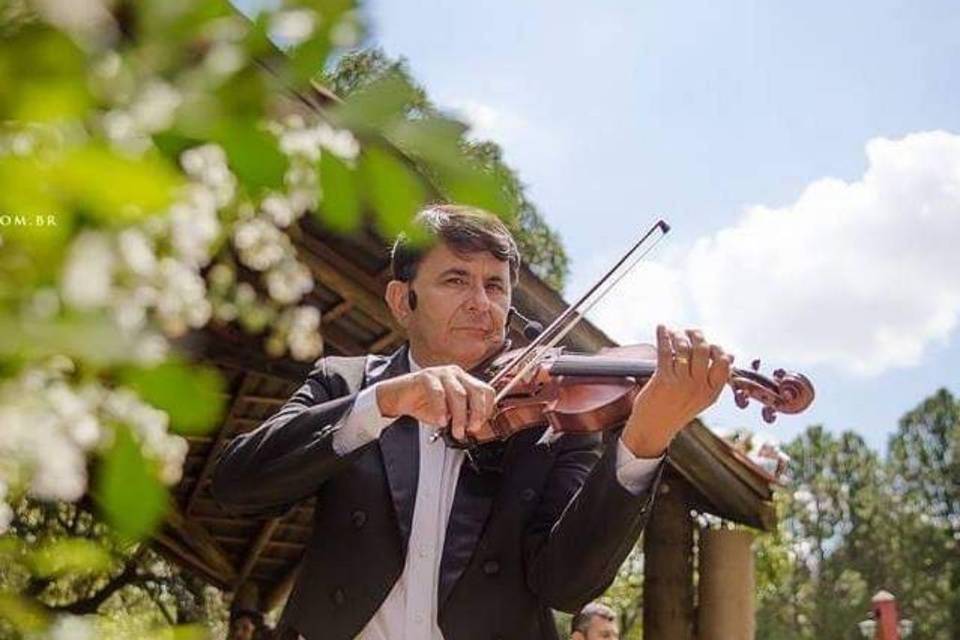 Violinista