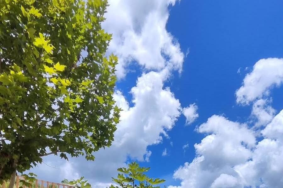 Lavandas no jardim