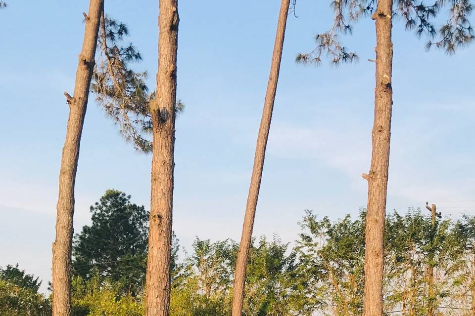 Casamento campo