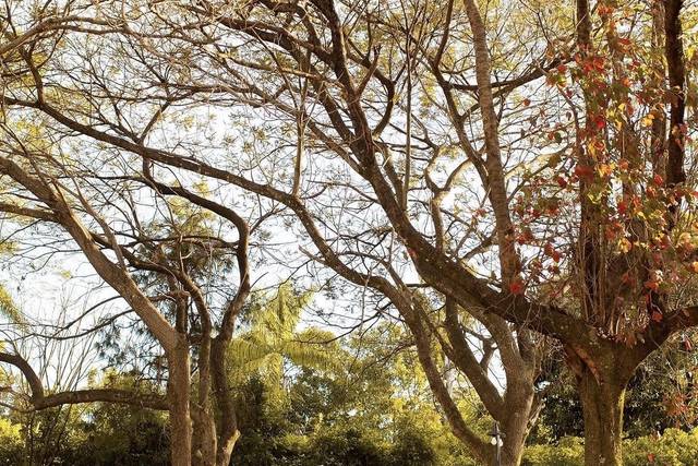 Jardim